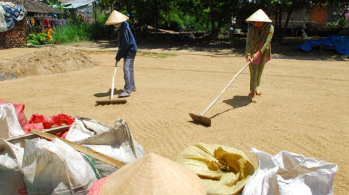 Thu hoạch lúa hè thu tại huyện Phụng Hiệp (Hậu Giang) .
